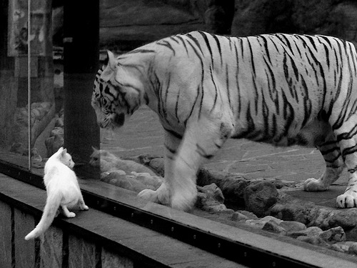 意甲焦点战与骑士提前终结悬念，双线战场的热血与谋略